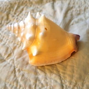 Sea shell